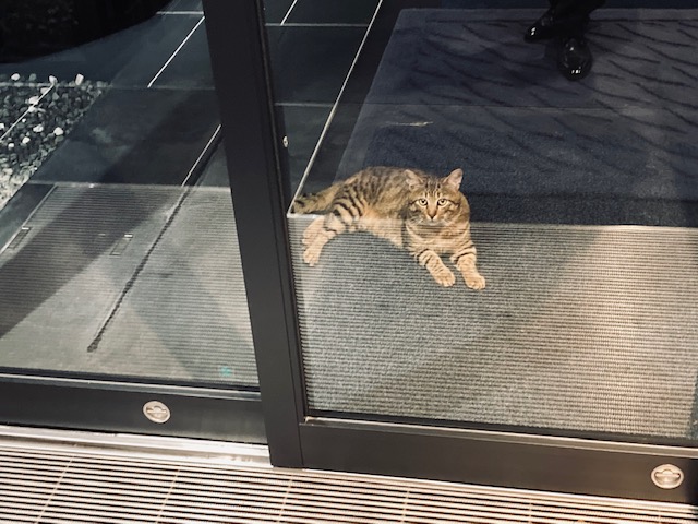 猫