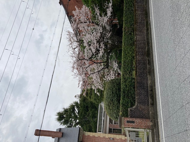 桜