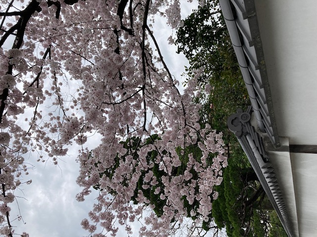 桜