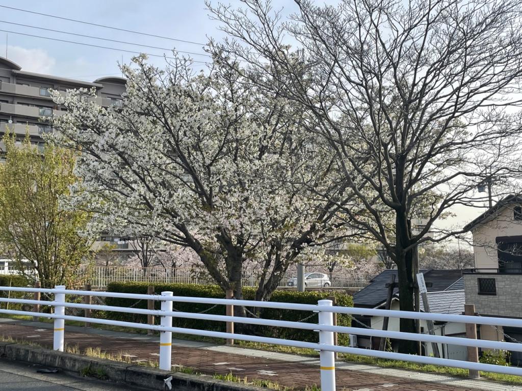 桜が満開です。