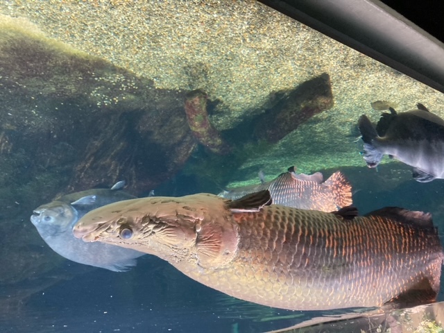 淡水魚水族館🐟